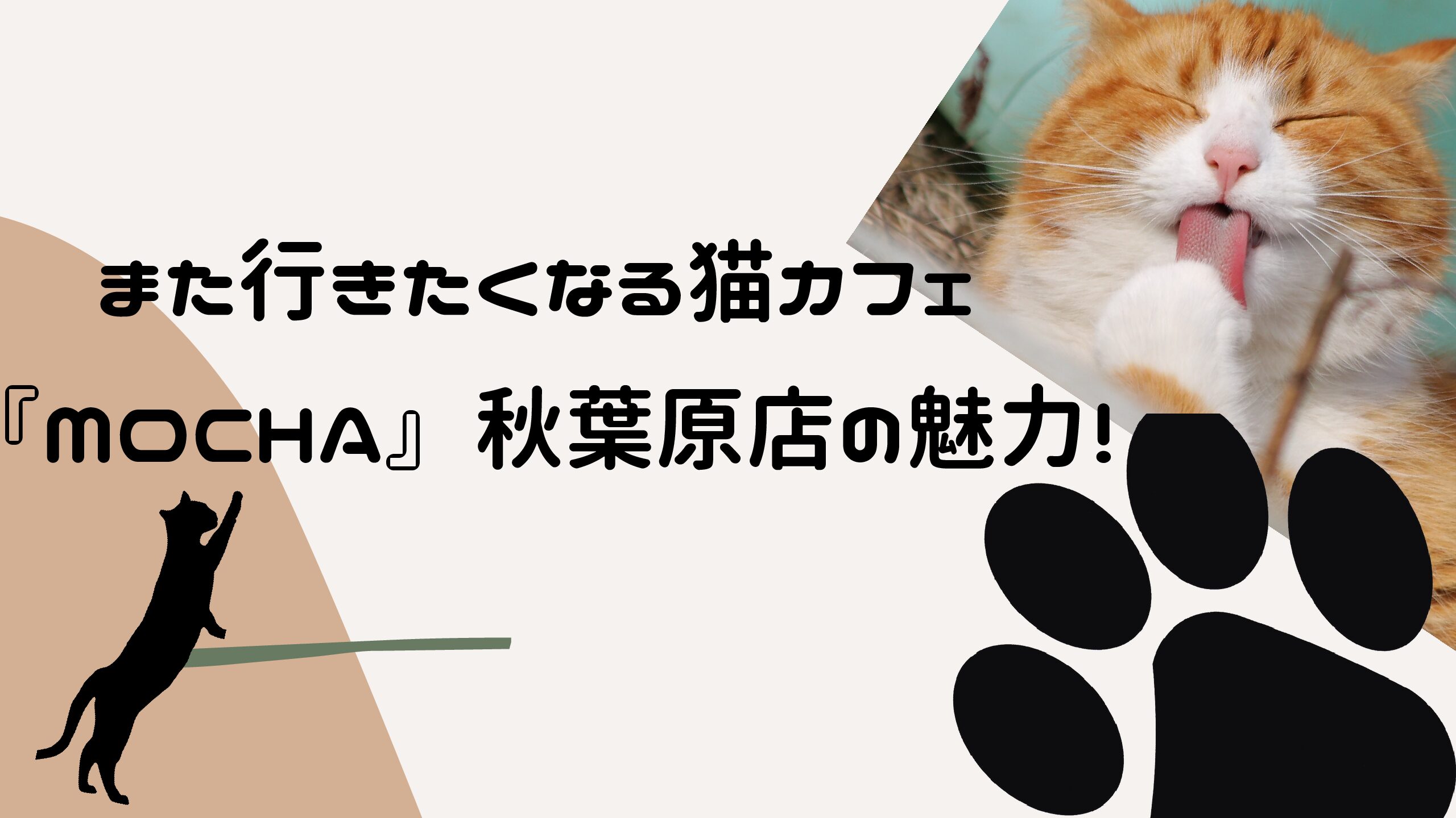 また行きたくなる猫カフェ Mocha モカ 秋葉原店の魅力 もんちるはっぴーブログ